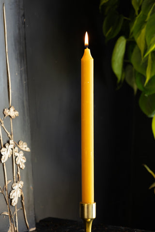 Single Beautiful Dinner Candle Ochre against black wall with plant in corner