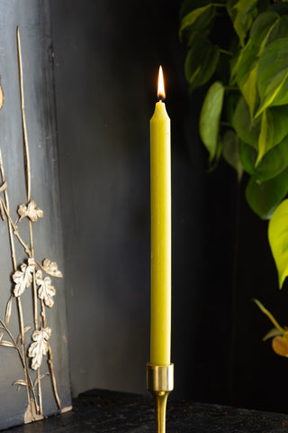 Beautiful Dinner Candle - Lime Green against dark wall with plant