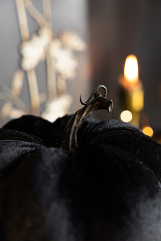 Detail shot of the stem of the Large Black Velvet Pumpkin.