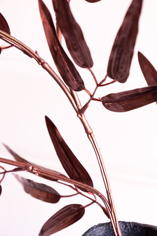 Close-up of the Ornamental Bamboo In Bordeaux in front of a neutral background.