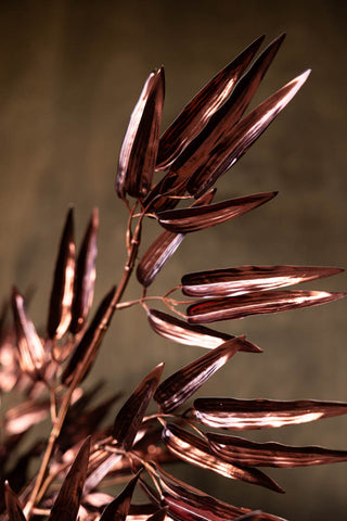 Detail shot of the Ornamental Bamboo In Bordeaux in front of a dark background.