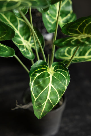 A close up image of the leaves of a faux alocasia plant on a black surface. 