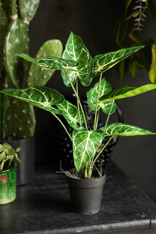 A lifestyle image of a potted faux alocasia plant in a black pot. 