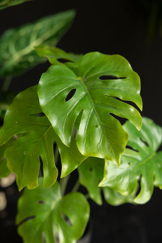 Potted Faux Monstera Plant