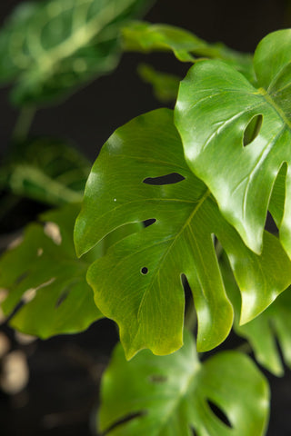 Potted Faux Monstera Plant