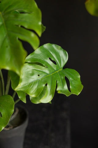 Potted Faux Monstera Plant