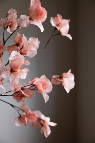 Close-up of the Pretty Pink Blossom Flower Stem.