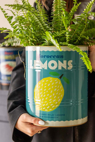 The Lemons Storage Tin being held with a plant inside.