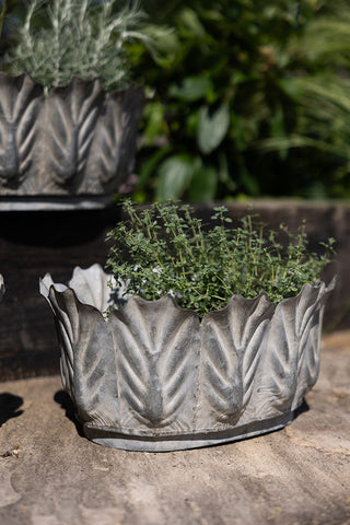 One of the Set of 3 Petal Antiqued Planters displayed on a patio with a plant inside, with another planter and some other plants in the background.
