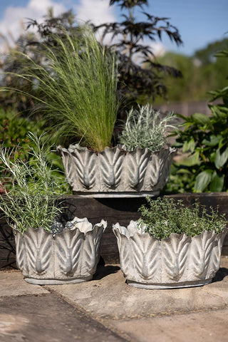 The Set of 3 Petal Antiqued Planters displayed with plants inside, outdoors in the sunshine.