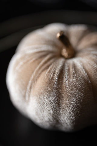 Close-up of a Small Cream Velvet Pumpkin.