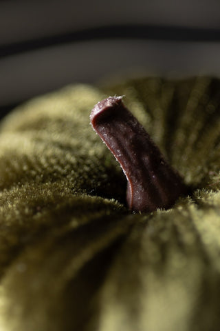 Close-up of the stem of the Small Green Velvet Pumpkin.