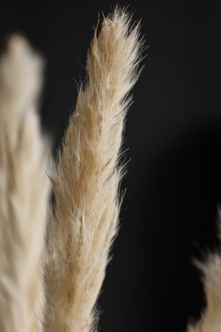 Close-up image of one of the stems from the Short Natural Pampas Bunch