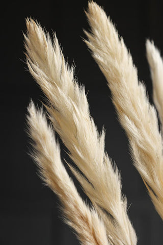 Close-up image of the Short Natural Pampas Bunch