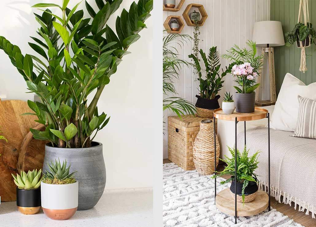 How To Keep Your Houseplants Happy With The Little Botanical - Rockett ...