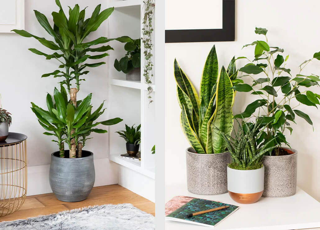 How To Keep Your Houseplants Happy With The Little Botanical - Rockett ...
